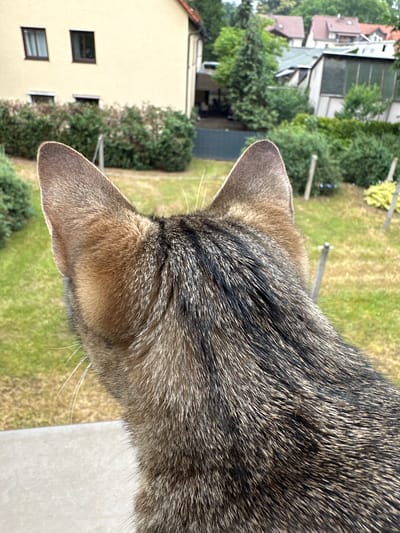 The image is an eye-level shot from behind a tabby cat looking out over a residential backyard in Bad Blankenburg, Germany. The cat's head and back, covered in short, brown and black striped fur, dominate the foreground. Its pointed ears are perked up, suggesting alertness.
In the midground, a manicured lawn is bordered by dense green hedges. Several thin, grey metal posts are scattered throughout the yard, some supporting the hedges, others freestanding. Beyond the hedges, a light yellow building with two dark-framed windows on the upper level and two smaller windows on the lower level is visible. The building appears to be a residential house, typical of German architecture.
The background reveals more of the suburban environment with red-tiled roofs of houses and green trees. The sky is overcast. The scene depicts a tranquil moment of a domestic animal observing its surroundings in a European town.