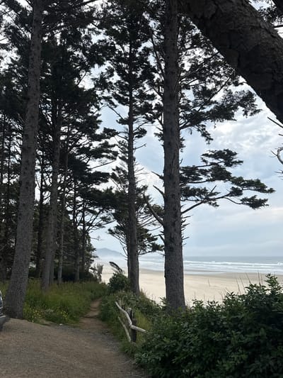 The image depicts a path leading through a grove of tall evergreen trees towards a sandy beach and the ocean. The path is dirt and gravel, with a rustic wooden fence bordering the right side. Lush green grass and some small yellow wildflowers grow along the path. In the distance, the ocean is visible with gentle waves breaking on the shore. The sky is overcast with clouds. The scene appears to be a natural setting, possibly a park or public access point to the beach in Arch Cape, Oregon, United States. No people or specific structures are identifiable in the image.