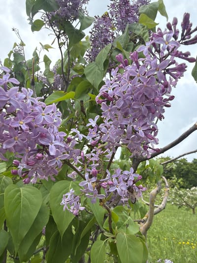 The image shows a close-up of lilac flowers in bloom, with green leaves visible. A bee is present on one of the flower clusters. In the background, there is a glimpse of greenery and trees, with a cloudy sky overhead. The location is Tsodoreti, Georgia.