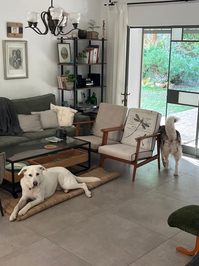 The image shows a living room interior in a home located at 32.755 latitude and 35.219 longitude in Alon HaGalil, Israel. The scene includes a white dog laying down on a rug, a second white dog standing up in the background, a green couch with a black throw blanket, a wooden coffee table, a wooden chair with a white cushion, and a black bookshelf with various objects on the shelves. The floor is tiled in grey. The glass door in the background leads to a green grassy area. The room is lit by a chandelier and natural light.