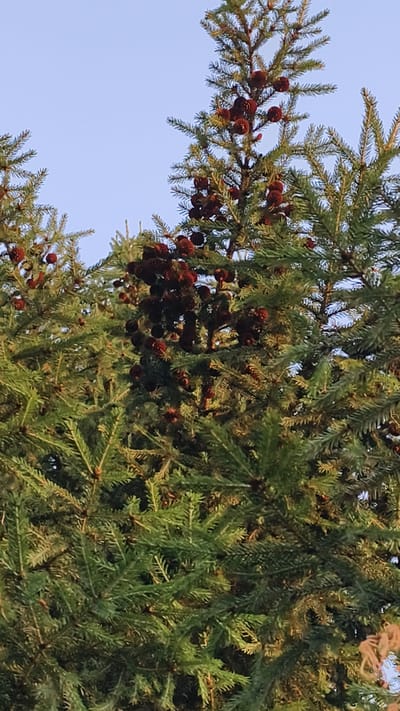 This media file is a close-up, upward-facing shot of coniferous tree branches against a clear blue sky. The subjects are the numerous green branches and needles of what appear to be fir or spruce trees, laden with clusters of dark reddish-brown pinecones. The pinecones vary in size, with some appearing to be young and smaller, while others are larger and more mature. The branches are dense, creating a layered effect, and the needles are sharp and pointed.

The lighting suggests it is either early morning or late afternoon, with the sunlight casting a warm glow on some of the needles, highlighting their texture and green color. The clear sky indicates fair weather. The setting appears to be outdoors, likely in a natural environment like a forest or park, given the abundance of pine trees. The image is devoid of any human presence, activity, or text. The overall mood is one of natural serenity and the abundance of nature. The specific location context provided is Malaya Shil'na, Russia.
