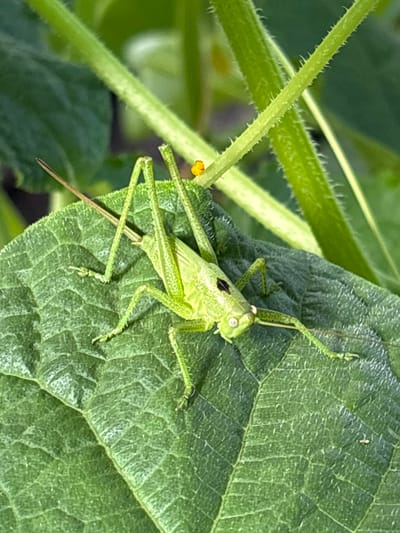 This is a close-up, eye-level shot of a bright green katydid perched on a large, textured green leaf. The katydid is facing towards the right of the frame, with its body angled diagonally across the leaf. Its long antennae are extended upwards and to the right, with one antenna bent. Its large, round eyes are visible, and it has a dark marking on its thorax. The katydid's delicate legs are spread out, with its hind legs positioned prominently. The leaf it rests on displays a network of prominent veins. To the left of the katydid, a thick green stem with tiny hairs is visible, along with a small, bright yellow flower bud. The background is softly blurred, composed of greens and darker tones, suggesting a natural, outdoor environment, likely a garden or a field. The lighting appears to be natural daylight, with soft illumination highlighting the katydid and the leaf. The overall impression is one of nature's intricate details and the peaceful coexistence of its inhabitants. There is no visible text in the image. The location context provided is Kon, Russia.