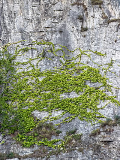 The image depicts a sheer, gray rock face in the city of Saint-Maurice, Switzerland, heavily overgrown with vibrant green ivy. The rock is characterized by horizontal striations and crevices, indicating its geological formation and weathering. The ivy, with its dense foliage of small, light-green leaves, clings to and winds its way across the rock surface, creating a striking contrast against the muted tones of the stone. In some areas, the ivy forms thick carpets, while in others, it appears as delicate tendrils reaching across the rock. Small patches of dry vegetation and sparse green growth are also visible among the ivy and in the rock's fissures, suggesting a rugged and natural environment. The lighting suggests it is daytime. There are no people or animals visible in the image.