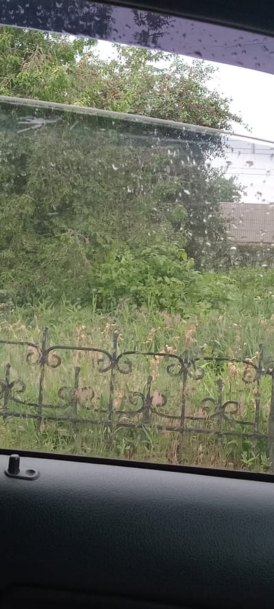 The image shows a view through a car window of a green, overgrown outdoor scene. The window has water droplets on it, suggesting it is raining or has recently rained. In the foreground, a dark, textured car door panel is visible, with a black door lock mechanism on the left side. Behind the car door, a portion of a black wrought-iron fence with decorative scrollwork is visible. The fence separates the car from a dense area of green foliage, including trees and bushes, with some dry, light-colored plants interspersed. In the background, a light-colored building with a corrugated roof is partially obscured by the vegetation. The sky appears overcast. The scene depicts a somewhat neglected area with dense vegetation and a rustic fence, likely on the outskirts of Koviahy, Ukraine. There are no people or animals visible in the image.