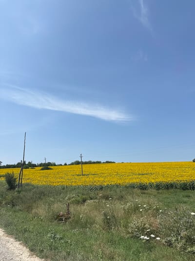 The image depicts a wide view of a large sunflower field under a clear blue sky. The field of sunflowers occupies the majority of the midground and extends to the horizon, appearing as a vast expanse of yellow. A line of trees can be seen in the far background, bordering the sunflower field. In the foreground, there is a strip of green grass and wildflowers, with a gravel path on the left edge of the frame. Several utility poles and power lines are visible across the landscape, indicating rural infrastructure. A single wooden pole stands in the left foreground. The scene is set in a rural outdoor environment, likely in the city of Piscărești, Moldova, given the context. There are no people or animals visible in the image. The overall impression is a serene and agricultural landscape on a bright, sunny day.