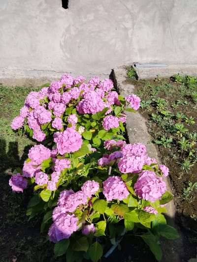 This media file features a vibrant display of pink hydrangeas in a garden setting. The flowers are the primary subject, with large, full clusters of pink blooms dominating the foreground. Their lush green leaves provide a rich backdrop. The hydrangeas are planted along a concrete border, separating them from a patch of soil with young green plants. In the background, a rough, textured concrete wall rises, showing signs of age with some cracks and discoloration. A dark rectangular opening is visible near the top of the wall.

The scene appears to be outdoors on a sunny day, suggested by the bright lighting and the shadows cast on the ground. The weather seems warm and pleasant, conducive to the flourishing of the flowers and plants. The location is Oghuz, Azerbaijan, which might imply a regional style of gardening or architecture, though no overt cultural markers are immediately apparent beyond the general description of a garden next to a concrete structure. There is no visible text in the image. The overall impression is one of natural beauty and simple, perhaps rural, landscaping.