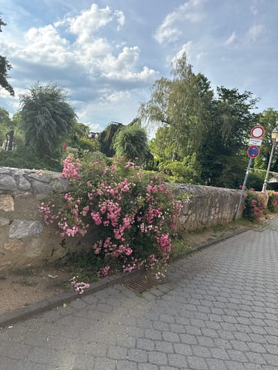 The image shows a stone wall with pink roses growing over it, alongside a cobblestone pathway and a patch of grass. The scene is set in a park-like environment with lush green trees and a cloudy blue sky overhead. In the background, there are two traffic signs on a pole. The first sign is circular with a red border and a white interior, indicating a prohibition. The second sign below it is rectangular with a red border and a blue interior featuring two arrows pointing in opposite directions, signifying traffic direction. The text on the rectangular sign reads "Anlieger frei," which translates to "Access for residents only." This suggests the location is in Wetzlar, Germany, where such road signage is common. There are no people visible in the image. The environment appears to be an outdoor public space, possibly a street or a pathway within a park.