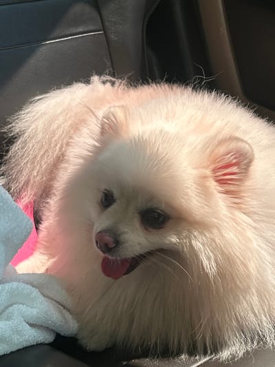 A close-up, outdoor shot shows a cream-colored Pomeranian dog with its tongue slightly out, resting on a dark car seat. The dog's fur is thick and fluffy, catching the sunlight. A white towel and a pink object are partially visible in the lower left corner of the image. The background is blurred, but appears to be the interior of a vehicle. The location is the city of Voivodino, Bulgaria.