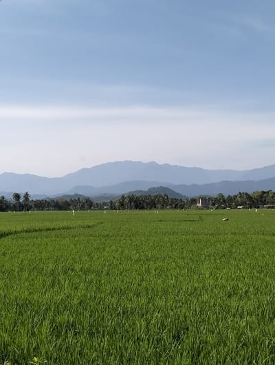 The image displays a rural landscape in Lhokkulam, Indonesia, under a clear, light blue sky with faint wisps of white clouds. The foreground and midground are covered by an extensive, vibrant green rice paddy field, densely populated with young rice plants. Several thin, white, vertical markers are sparsely distributed throughout the field. A single, light brown object or animal is visible in the mid-right portion of the rice paddy. Behind the field, a dense line of tropical trees, including numerous palm trees, forms a horizon. A light-colored, multi-story building is partially visible above the treeline, slightly right of the image center. In the distant background, multiple layers of hazy blue mountains rise prominently. No human figures or direct actions are discernible within the frame.