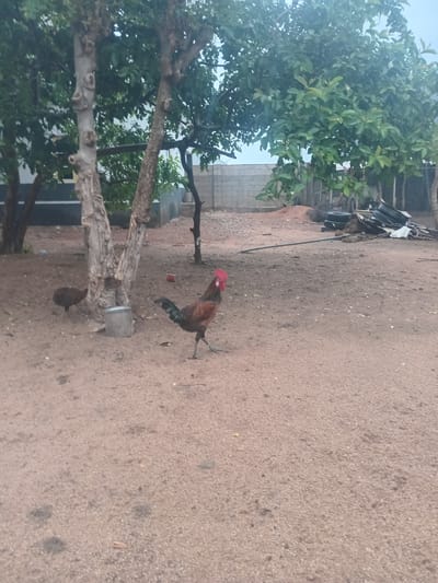 This media file captures an outdoor scene in Gbaza, Nigeria. The primary subjects are two chickens, a rooster and a hen, visible on a dirt ground. The rooster, with its distinctive red comb and brown and black plumage, stands alert, while the hen is partially obscured, pecking at the ground.

The setting appears to be a rural or semi-rural area, characterized by a dry, sandy earth surface. A large tree with gnarled branches and dense green foliage dominates the left side of the frame, suggesting the presence of vegetation and possibly a garden or yard. In the background, there are hints of human habitation, including a fence and what looks like part of a building, possibly constructed from concrete blocks, with some debris or discarded materials near it. A metal bucket or container is also visible on the ground near the tree.

The scene is illuminated by natural light, indicating it was likely captured during daylight hours. The weather appears to be dry, consistent with a typical day in this region. There are no visible people in the image. The overall impression is one of a commonplace, everyday moment in a Nigerian village or town, focusing on the presence of domestic fowl in their natural environment. No text is visible in the image.