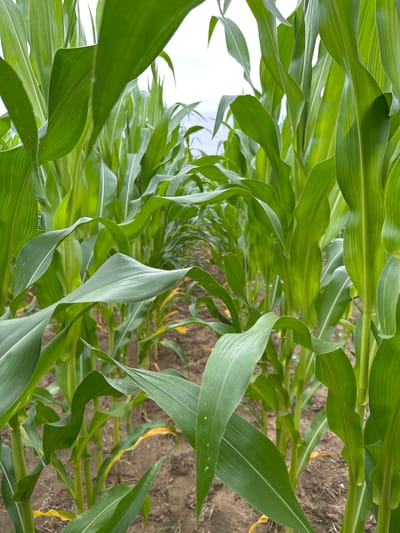 The image depicts a close-up, low-angle perspective of a cornfield, likely in Kolodkino, Russia. Rows of vibrant green corn stalks with long, broad leaves dominate the frame, creating a sense of depth that recedes into the distance. The leaves are lush and appear healthy, with subtle variations in texture and light. The soil between the rows is visible, appearing as a dark, earthy brown. The sky, visible in the upper portion of the image, is a pale white, suggesting an overcast or bright, diffused lighting condition. No people or animals are present in the image.