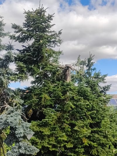 The image shows a close-up of several evergreen trees, likely spruce or fir, with dense green foliage. One tree in the foreground has a significantly damaged or broken branch protruding horizontally, supported by a rough, cut stump. To the left, a tree with bluer-toned needles is visible. In the background, a portion of a roof with solar panels can be seen, suggesting a residential area. The sky above is a mix of white and grey clouds with patches of blue. The scene appears to be outdoors in a suburban or rural setting within the city of Unterpleichfeld, Germany. No people are present in the image, and no actions or interactions are depicted. The overall impression is one of natural growth within a developed landscape.
