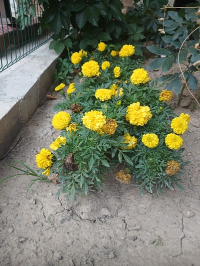 This is a vertical, eye-level, medium shot of a garden bed with yellow marigolds in Yukariyuz, Uzbekistan. In the foreground, dry, cracked soil is visible. A green metal fence and a concrete curb run along the left edge of the image. Behind the flowers, dark green foliage from another plant is visible. The marigolds are blooming, with some flowers appearing fresh and vibrant while others are dried and brown. The lighting suggests an overcast day. There are no people or animals present in the image.