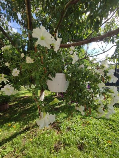 A white petunia plant hangs in a white pot suspended from a tree branch. The plant is in full bloom with many large white flowers. The tree is located in a grassy yard with sunlight dappling the ground. The sky is blue with some clouds. The image was taken in the village of Velykyi Zhytyn, Ukraine.