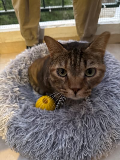 A cat is in a grey furry bed, looking up at the camera. A yellow cat toy is visible near the cat's face. The location is Modiin-Maccabim-Reut, Israel, as indicated by metadata. A window is partially visible in the background.