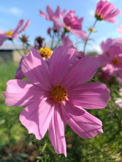 A close-up, low-angle shot shows a vibrant pink cosmos flower in the foreground, its petals catching the sunlight and casting delicate shadows. The flower's center is a bright yellow-orange, with visible stamen. In the background, more pink cosmos flowers are blurred, along with green foliage and a hint of a building under a clear blue sky. The image appears to be taken in Alexandrovskoe, Russia, likely in a garden or park.