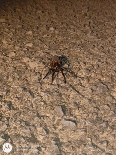 The image depicts a spider on a rough, concrete surface. The spider is positioned in the center of the frame, with its legs splayed outwards. The background consists of a textured, uneven surface, likely a sidewalk or road. The lighting suggests it is nighttime, as indicated by the timestamp "May 26, 2026, 2:15 AM." The image also contains a watermark indicating "shot on moto g - 2025" and "BlessedNative." It is not possible to determine the specific location within Clarksville, United States, based on this single image.