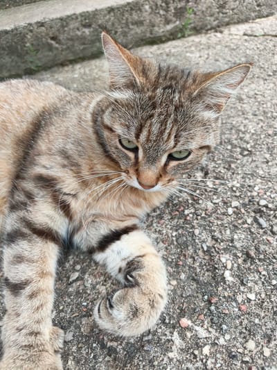 A tabby cat with green eyes lies on a concrete surface. The cat is facing towards the right of the frame, with its head tilted downwards. Its fur is a mix of brown, black, and beige stripes. The concrete surface is rough and speckled with small stones. In the background, a set of concrete steps is visible, with a few blades of grass growing in the cracks. The overall scene appears to be outdoors, possibly in a park or a residential area.