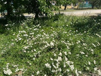 This media file depicts a sun-drenched natural scene in Dondukovskaya, Russia. The foreground is dominated by a dense patch of greenery, featuring numerous small white flowers, likely yarrow or a similar wildflower, interspersed with various grasses and clover. The foliage is lush and vibrant, indicating a warm, likely summer day. A few subtle hints of pinkish-purple flowers are also visible, adding a touch of color variation to the predominantly white and green palette.
Behind the wildflowers, the scene transitions to a more manicured area. Two trees with dark bark and full, leafy canopies cast shadows over the dense undergrowth. Beyond the trees, a paved road or pathway is visible, suggesting a roadside or park-like setting. Further in the background, houses with yellow and green facades, along with a green fence, provide context of a rural or suburban environment. The sunlight filtering through the leaves and illuminating the flowers suggests it is daytime, likely late morning or early afternoon, with clear, sunny weather. No people or animals are visible in the frame, and the overall mood is tranquil and serene, highlighting the natural beauty of the location. There is no visible text in the image.