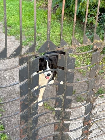 A black and white Border Collie dog peers through a gap in a rusty metal gate. The dog's face is mostly visible, with its mouth open and tongue slightly out, suggesting it is panting or excited. Its fur is black and white, with a distinctive white blaze on its forehead. The gate is made of vertical metal bars with decorative triangular and rectangular cutouts. Beyond the gate, a patch of green grass and some leafy green bushes are visible. The ground in front of the gate appears to be a mixture of dirt and gravel. The scene suggests an outdoor setting, possibly a yard or garden, in Mārupe, Latvia, given the context of the request.