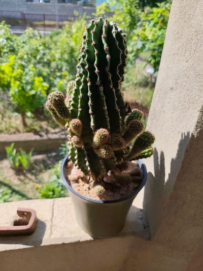 A tall, green, columnar cactus with multiple smaller cactus pups is potted in a light green plastic pot. The pot sits on a ledge or windowsill, with a textured concrete wall on the right side of the frame casting a shadow. In the background, out of focus, is lush green foliage and a distant building. The scene appears to be outdoors on a sunny day, likely in Florești, Moldova, given the context.