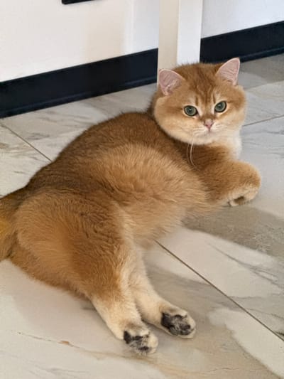 A medium shot captures a golden-furred cat lying on its back on a light-colored tiled floor. The cat has green eyes and pink ears, and its head is tilted towards the camera. The cat's paws have black pads. In the background, a white and black object is visible. The location is not specified in the image.