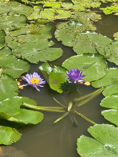 Two vibrant purple water lilies with yellow centers float on the surface of a dark pond, surrounded by large, green lily pads. Some of the lily pads are submerged beneath the murky water, while others rest on top, creating a dense, verdant canopy. The water is still and reflects the bright sunlight, dappling the scene with light and shadow. In the background, more lily pads and some submerged plant stems are visible, adding to the natural, tranquil atmosphere of the pond. The image captures a peaceful moment in a natural setting, possibly in Hòa Đa, Vietnam.