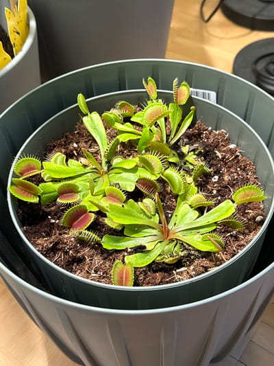 This image shows a close-up, overhead view of several Venus flytraps planted in a dark, circular pot filled with soil. The plants have vibrant green leaves with red interiors, and their traps are mostly open, displaying their sharp teeth. The pot is situated inside a larger, grey, ribbed pot. In the background, a wooden surface is visible, along with part of a black object, possibly a piece of furniture or electronic equipment. A white label is adhered to the inside of the larger grey pot. The scene appears to be indoors, likely in a domestic setting, and there is no indication of the specific location in Lufingen, Switzerland.