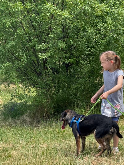 A young girl and a dog are captured in an outdoor, brightly lit scene, likely in Grocka Urban Municipality, Serbia. The girl, with blonde hair tied in a ponytail with a red elastic, wears a light-colored striped t-shirt featuring cartoon animals, including a llama or sheep and a unicorn. Partially visible text on her shirt reads "NO DRAMA LLAMA." She is holding a bright green leash, which is attached to the dog.
The dog, with dark brindle fur, wears a blue harness. It is positioned slightly in front of the girl, looking downwards and to the right, with its tongue slightly out, suggesting panting or recent activity.
The setting features abundant, lush green foliage, likely bushes or trees, on the left side of the frame, creating a natural, leafy backdrop. The right side of the image shows a grassy area, with varying shades of green and some drier patches, indicating a natural, possibly unmanicured, outdoor environment or path. The bright daylight suggests it is daytime with clear, sunny weather. The overall impression is a pleasant, casual moment of a child and her pet enjoying the outdoors.