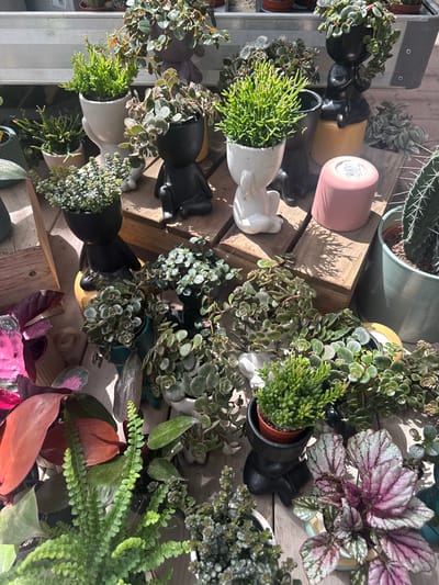 The image depicts a close-up, overhead view of a variety of potted plants displayed on a wooden surface. The plants include succulents, a fern, a cactus, and other leafy green varieties. Several of the plants are housed in unique, stylized pots shaped like seated figures. Some pots are black, while others are white. There is also a pink cylindrical pot and a light blue ceramic pot visible. The scene is brightly lit, suggesting it is outdoors or in a well-lit indoor space. The focus is on the arrangement and diversity of the plants and their containers. No people are present in the image. The location is not specified as Fritzlar, Germany.