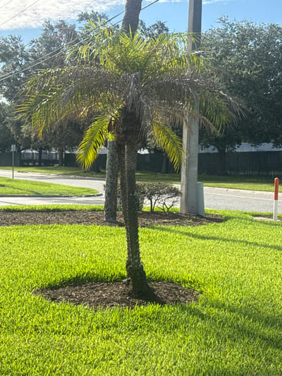 In Pine Castle, Florida, United States of America, a young palm tree stands centrally on a manicured lawn. The tree, which appears to be a Foxtail palm, exhibits a slender, segmented trunk and a crown of fronds, some of which show signs of dryness or browning. The tree is surrounded by a bed of dark mulch, which in turn is encircled by vibrant green grass.
In the background, a paved road curves into the distance, bordered by more green grass. To the left of the palm tree, a tall, dark gray pole, possibly a utility pole, stands prominently. Behind the road, a dark fence encloses an area with mature trees and some buildings. The sky above is a clear, bright blue with scattered wispy white clouds. A distinct shadow from the palm tree is cast onto the grassy area in front of it. The overall scene depicts a well-maintained urban landscape with lush greenery and a clear, sunny day.