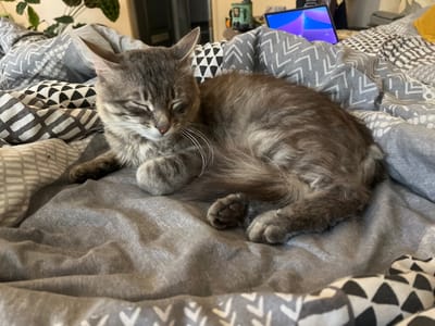 The image shows a domestic cat sleeping on a bed with patterned sheets. The cat is gray with tabby markings and appears to be in a relaxed state. The bed is covered with a gray duvet that has a pattern of white zigzags, and a comforter with a geometric pattern of black and white triangles. The scene is indoors, likely a bedroom. There is no indication of the location being in the city of Drohobych, Ukraine.