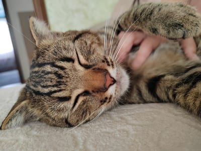 A tabby cat is lying down with its eyes closed, appearing to be asleep or very relaxed. A human hand is visible, gently touching the cat's fur near its head and paw. The cat has typical tabby markings of brown, black, and tan stripes. Its whiskers are long and white. The cat is resting on a light-colored, textured surface, possibly a blanket or rug. The background is slightly blurred, showing hints of furniture and a light-colored wall. There is no indication of the specific location within the city of Abinsk, Russia, as the image focuses tightly on the cat and the hand.