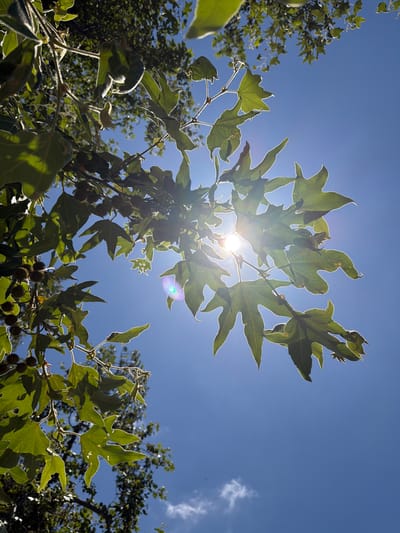 The image captures a low-angle view of the sky through the branches of a tree, likely a sycamore given the distinctive, maple-like leaves and the spiky seed balls visible. The sun is bright and positioned behind the leaves, causing them to be backlit and illuminated around the edges. Lens flare and a green, circular light artifact are visible due to the direct sunlight. The sky is a clear, bright blue with a few wispy clouds on the right side. The foliage is dense, with many leaves in focus in the foreground and midground. The overall impression is of a warm, sunny day, possibly late morning or early afternoon, given the intensity of the sunlight. The setting appears to be outdoors, in a natural environment. There is no text visible in the image. The image evokes a sense of dappled sunlight and the vibrancy of nature on a clear day.