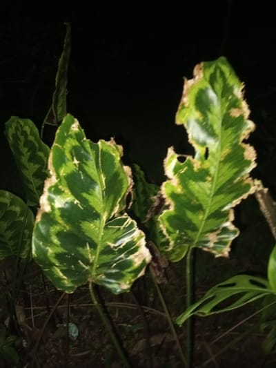 The scene depicts a close-up of several broad-leafed plants in a dimly lit environment, likely at night, in Naya Andura, India. The primary subjects are large, variegated green leaves with patterns of lighter green or yellowish-white. Multiple leaves exhibit extensive browning, desiccation, and curling along the edges, with some also showing holes and tears in the leaf blades. A tightly furled, elongated leaf shoot is visible at the upper left. A partially visible leaf with natural fenestrations is present at the lower right. The background is dark and indistinct. The ground beneath the plants appears as dark soil with scattered debris, including a small, light-colored piece of refuse. No individuals or active subjects are present.
