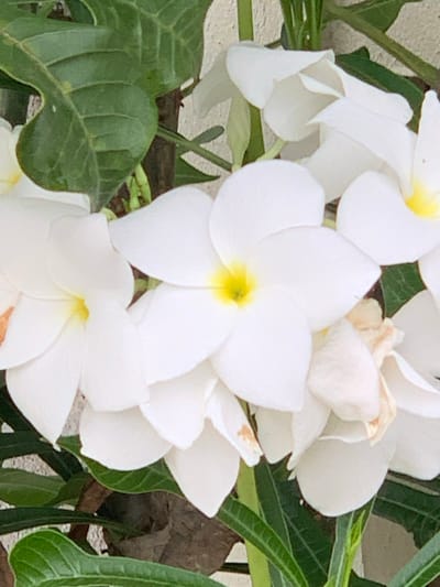 A close-up photograph captures several white Plumeria flowers in various stages of bloom, set against a backdrop of lush green leaves and a textured wall. The flowers are predominantly white with delicate yellow centers. Some petals show slight browning at the tips, suggesting natural aging or damage. The background suggests an outdoor setting, possibly a garden or a park in Mae Chan District, Thailand, where these flowers are commonly found. No people or animals are visible in the frame. The lighting is soft, indicating it might be early morning or late afternoon.