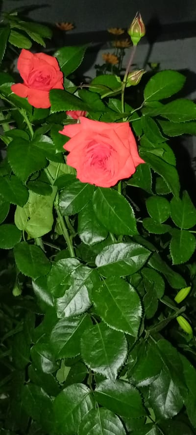 In Kirsanov, Russia, a close-up, vertical shot showcases a rose bush with vibrant coral-colored roses and buds. The central subject is a fully bloomed rose with tightly packed petals, positioned slightly right of center and in the mid-ground. To its upper left, another rose, similarly colored, is partially visible. The bush is dense with lush, dark green, serrated leaves that exhibit a glossy sheen, suggesting recent moisture. Several green rosebuds are scattered throughout the foliage, including two prominent ones in the lower right corner and another near the top right. The background is dark and out of focus, with subtle hints of yellow flowers and a gray, textured surface, possibly a wall or fence. The lighting appears to be artificial or dim, creating a slightly dramatic effect with shadows and highlights on the leaves. The overall impression is one of natural beauty captured in a garden setting.