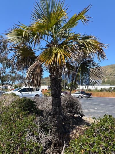 A vertical shot captures a palm tree in the foreground, its fronds reaching towards a clear blue sky. The fronds exhibit a mix of green and dried-out brown sections, suggesting a state of transition or aging. Behind the palm tree, a modern building with large windows reflects the surrounding environment. Adjacent to the building is a paved area, likely a parking lot, where several cars are parked, including a silver SUV and a white van. A low wooden fence separates the parking area from a patch of green bushes in the mid-ground. Further in the background, a hillside is visible, indicating a semi-urban or suburban setting. The lighting suggests it is daytime, with clear weather conditions. The scene appears to be in South San Francisco, USA.