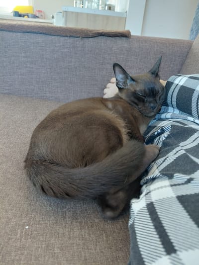 A brown cat is curled up asleep on a brown sofa. The cat is mostly hidden by a black and white checkered blanket. The cat's eyes are closed and its paws are tucked in. The sofa is made of a textured fabric. In the background, a white wall and some shelves are visible. The lighting suggests it is daytime.