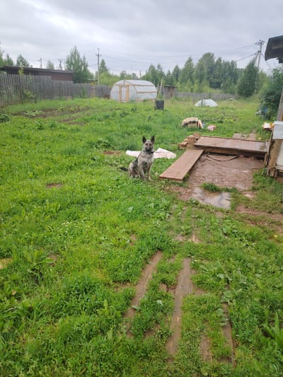 In Gorshki, Russia, a gray and black mottled dog sits on a grassy lawn, facing the camera. The dog is medium-sized with erect ears and a collar. The scene appears to be a rural or suburban backyard, with a wooden fence in the background and a greenhouse visible. The ground is a mix of grass and mud, suggesting recent rain. A wooden walkway leads to a small structure, possibly a shed or animal housing. Several other objects are scattered around the yard, including what appear to be plastic bags and some pieces of lumber. The sky is overcast, contributing to the muted lighting of the scene. The overall impression is one of a simple, utilitarian outdoor space.