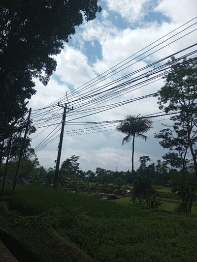 Lush green foliage fills the foreground, transitioning to rice paddies and scattered trees in the mid-ground. A towering palm stands amidst the landscape, reaching towards a cloudy sky. Power lines crisscross the scene, supported by utility poles. Dense tree cover frames the left side of the view, while a brighter tree line defines the right.