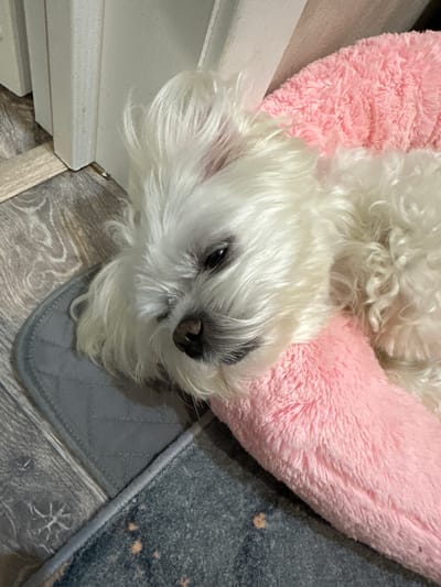 A white dog with long, fluffy fur is resting on a pink bed. The dog's eyes are partially closed, and its head is resting on its paw. The dog is lying on a gray mat, which is on a wooden floor. The scene appears to be indoors, likely in a home. There are no visible indications of the city of Kumertau, Russia.