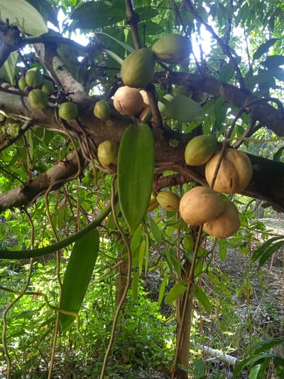 In the city of Bora, Indonesia, a mature vanilla orchid vine, *Vanilla planifolia*, is pictured growing on a tree. Several green, unripe vanilla pods hang from the vine, some showing their elongated, bean-like shape. Alongside these, a cluster of mature, lighter-colored, and slightly shriveled pods are also visible, indicating they are ready for harvest. The vine's aerial roots, adapted for climbing and anchoring, are also prominent, intertwining with the tree's bark and surrounding foliage. The scene is set in a natural, outdoor environment with abundant green leaves and sunlight filtering through the canopy, suggesting a tropical climate suitable for vanilla cultivation.