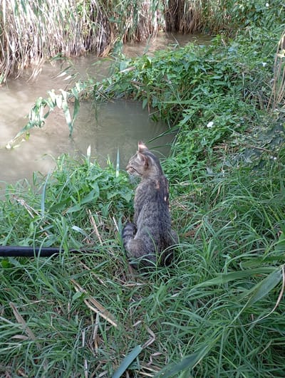 A tabby cat sits in tall green grass next to a muddy stream. The stream is bordered by dense vegetation, including reeds and leafy plants. The cat is facing to the right, looking away from the camera. The overall scene appears to be a natural, undeveloped area.
