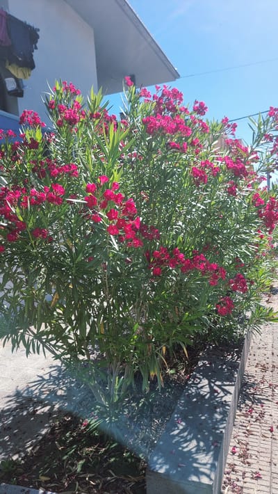A vibrant oleander bush with bright pink flowers blooms in front of a white building, casting dappled shadows on a paved walkway. The bush is dense with long, green leaves and clusters of fuchsia-colored blossoms. Fallen petals are scattered across the grey, brick-patterned walkway. In the background, the upper portion of the building is visible, along with a clear blue sky. The scene is bathed in bright sunlight, suggesting a warm, outdoor setting. The location is identified as Castellfollit de la Roca, Spain.