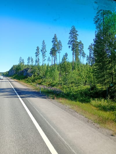A bright, clear day illuminates a rural Finnish landscape as viewed from a moving vehicle. The foreground is dominated by an asphalt road with a distinct white line marking its edge, suggesting a highway or major thoroughfare. The road itself appears well-maintained and relatively empty, with only a glimpse of a white vehicle in the far distance.

To the right of the road, a verdant embankment rises, covered in lush green grass and scattered wildflowers, predominantly purple lupines, adding a splash of color to the scene. Beyond this, a dense forest begins, characterized by a mix of tall pine trees and shorter deciduous trees. Some of these trees are mature, with their tops reaching towards the vast, clear blue sky, while others are younger, growing in clusters. Rocky outcrops are visible interspersed within the tree line on the left side of the road, suggesting a varied terrain. The overall impression is one of natural beauty and tranquility, typical of the Finnish countryside. This scene is likely situated in or around Mäntsälä, Finland, a region known for its picturesque forests and rural roads.
