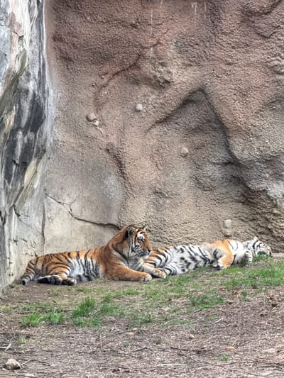Two tigers are positioned vertically, as if climbing a rock face. The lower tiger is upright with its paws on the rock. The tiger above it is reclining slightly upward. The setting appears to be at the Columbus Zoo and Aquarium, in Powell, Ohio, United States of America. A rock face dominates the left side of the image, and on the right there is an area of grass.