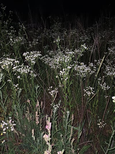 A field of wild daisy-like flowers, primarily white with small yellow centers, is depicted at night in Trypillia, Ukraine. The flowers are clustered on tall, thin green stems. Surrounding the flowers are dry, brown stalks of grass and other vegetation, creating a dense and somewhat overgrown environment. The lighting suggests artificial illumination, likely a flashlight or camera flash, casting shadows and highlighting the delicate petals of the flowers against the dark, indistinct background. The scene is focused on the flora, with no people or animals visible.
