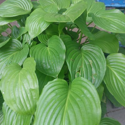 This is a close-up, high-angle, eye-level shot of large, green hosta leaves. The leaves are lush and vibrant, with prominent veins and a glossy texture. Some of the leaves show signs of damage, with small holes and torn edges, suggesting insect activity or natural wear. The background is blurred, but hints of a blue object, possibly a bench or railing, are visible at the top left, along with a gray, textured surface that could be pavement or a stone pathway. The lighting suggests it is daytime, with soft shadows indicating diffused sunlight, possibly on an overcast day. There is no visible text in the image. The overall impression is one of natural growth in an outdoor setting, likely a garden or park. The setting is Skadovsk, Ukraine.