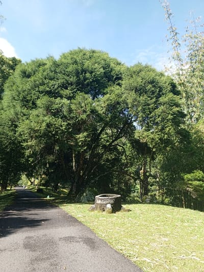 The image depicts a serene outdoor environment, likely a park, botanical garden, or a well-maintained natural area in Burauen, Philippines. The scene is dominated by a massive, mature tree with a dense, broad canopy of deep green foliage, situated prominently in the center. Numerous other trees, some tall and slender, others with expansive canopies, frame the view, creating a lush, verdant backdrop.
A paved asphalt path, slightly damp, curves from the lower left foreground and recedes into the distance on the left side of the frame, suggesting a walking or cycling trail. To the right of the path, on a neatly trimmed patch of green grass, stands a distinctive circular, dark grey stone structure. This object appears to be a decorative, perhaps rustic, trash bin or a repurposed well.
The sky above is a clear, bright blue with scattered white clouds, indicating a sunny day, likely morning or early afternoon, given the strong light and visible shadows. The overall atmosphere is tranquil and inviting. In the far distance along the path, a very faint, indistinct figure can be seen, hinting at human activity within the peaceful setting.
Prominently displayed in white lettering on the side of the stone structure is the text "Baks Sampah." This phrase translates to "Trash Bin" in Indonesian and Malay, clearly indicating its purpose.